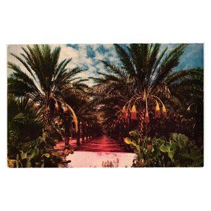 Vintage Postcard Date Garden Trees Arizona Landscape Fruit Food